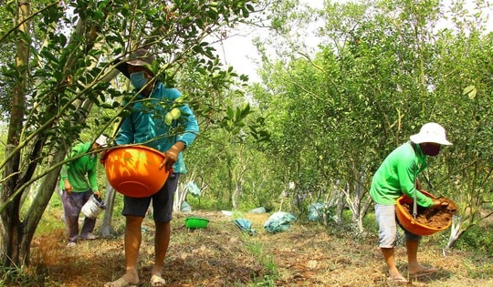 Giá quýt hồng Lai Vung giảm mạnh sau vụ Tết