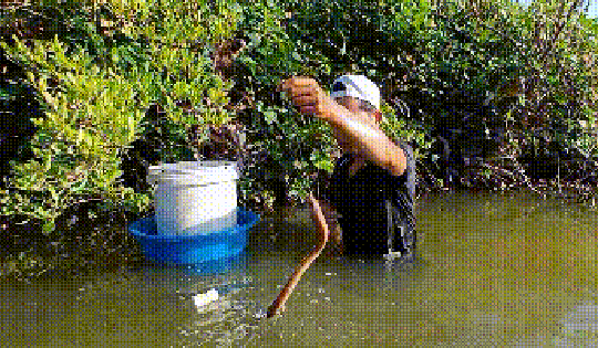 VIDEO: Mò hang, cắm câu bắt “con đặc sản” ở Cà Mau