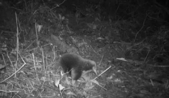 Loài vật quý hiếm bậc nhất hành tinh, tuyệt tích 60 năm bất ngờ "tái xuất" một cách bí ẩn