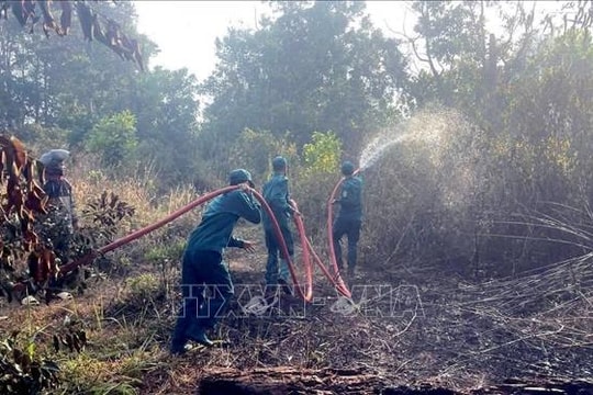 Lâm Đồng làm rõ nguyên nhân cháy 2,6 ha rừng ven Quốc lộ 28