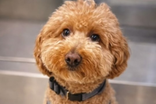 Du khách bỏ lại chó ở sân bay vì sợ trễ chuyến