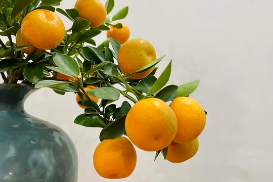 Nguy cơ ngộ độc nếu ăn quất cảnh sau Tết