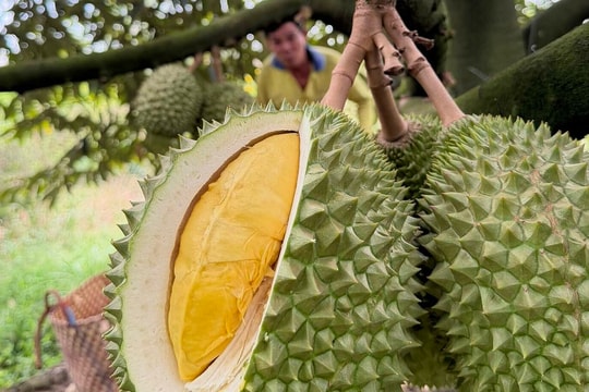 Sầu riêng lên 155.000 đồng một kg, cao nhất 3 năm