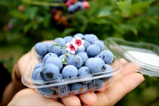 Top 5 trái cây chuyên gia khuyên dùng để 'lọc sạch' cơ thể