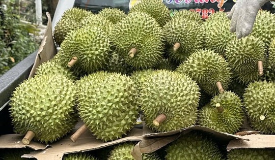 Giá sầu riêng đầu năm cao ngất ngưởng