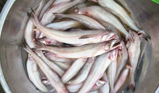 Gần 1 triệu đồng/kg cá khoai, ngư dân hồ hởi "xông biển" ngày đầu năm mới