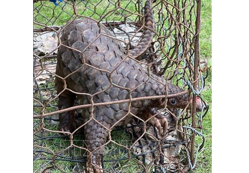 Người dân giao nộp tê tê quý hiếm trong Sách đỏ