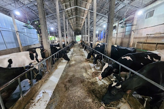 Phát triển bền vững và xanh hóa ngành công nghiệp chế biến sữa