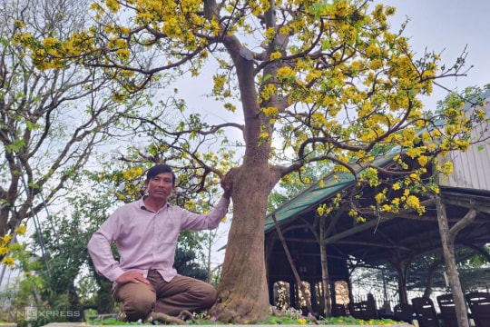 Người hồi sinh hoàng mai Huế cổ thụ
