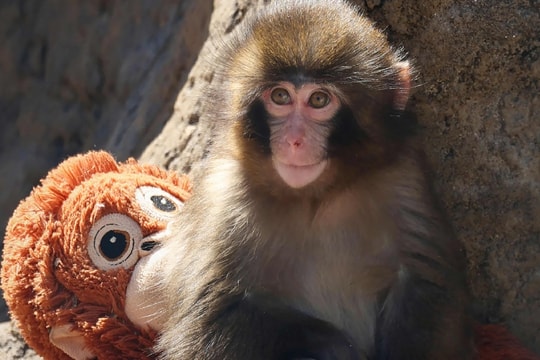 Lý do 'khỉ con ôm thú bông' ở Nhật Bản bị mẹ bỏ rơi