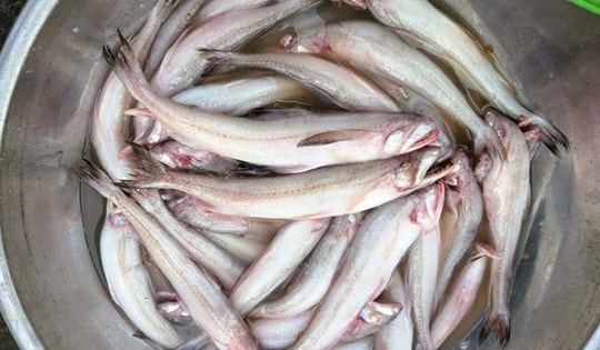 Loài cá lạ “vừa chạm đã tan”, giá bạc triệu vẫn cháy hàng dịp đầu năm