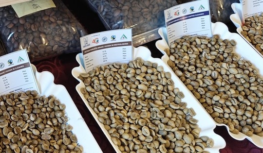 Giá cà phê hôm nay 24-2: Đi xuống, ông lớn cà phê than giá cao