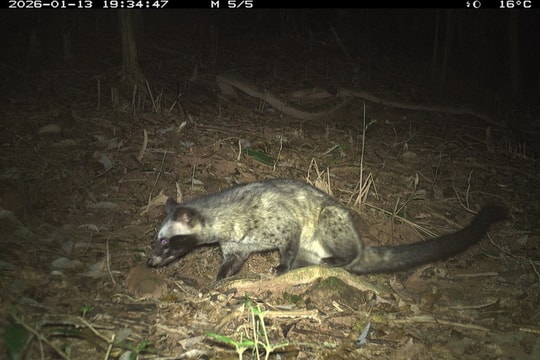 Ghi nhận 27 loài động vật hoang dã trong rừng bảo vệ cảnh quan di tích Văn hóa thế giới Mỹ Sơn