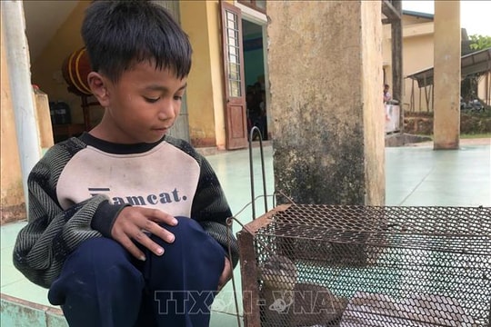 Quảng Trị tiếp nhận cá thể rái cá quý hiếm