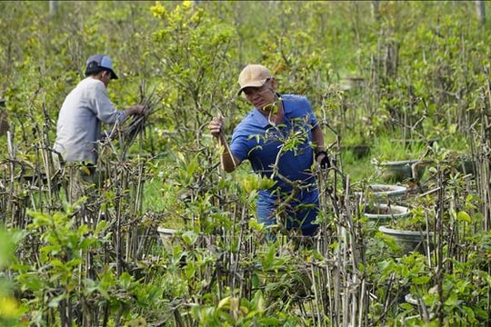 Nhà vườn tất bật chăm mai sau Tết