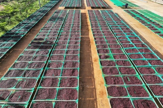 Tái cấu trúc nông nghiệp Tây Nguyên - Bài 1: Chuẩn hóa chất lượng chế biến, xuất khẩu nông sản