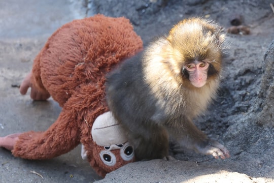 Đười ươi nhồi bông cháy hàng sau khi 'khỉ con cô đơn' gây sốt