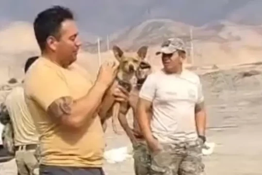 Chó chihuahua sống sót trong thảm kịch rơi trực thăng