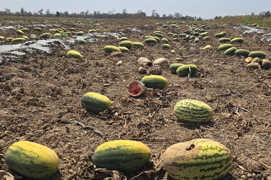 Hơn 200 tấn dưa hấu bỏ thối vì 'không đạt năng suất cam kết'