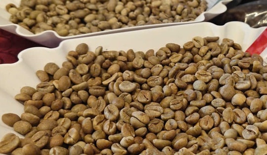 Giá cà phê hôm nay 25-2: Quay đầu tăng mạnh, chưa đến lúc lo thừa cung