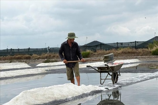 Mưa trái mùa làm thiệt hại hàng trăm ha muối ở TP Hồ Chí Minh