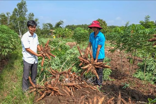 Đánh thức tiềm năng ngành sắn trong chuỗi giá trị nông nghiệp hiện đại