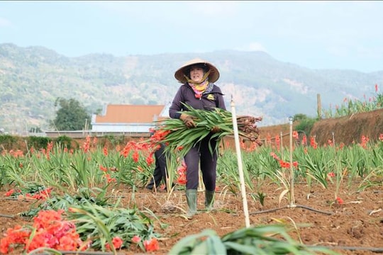 Hoa lay ơn Tết nở muộn đầy đồng, nông dân phải nhổ bỏ