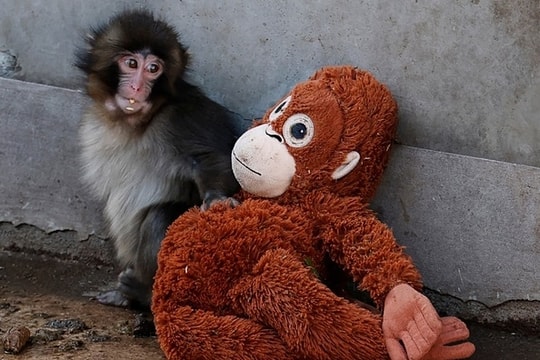 Chú khỉ 'cô đơn' khiến khách đổ đến vườn thú Nhật Bản