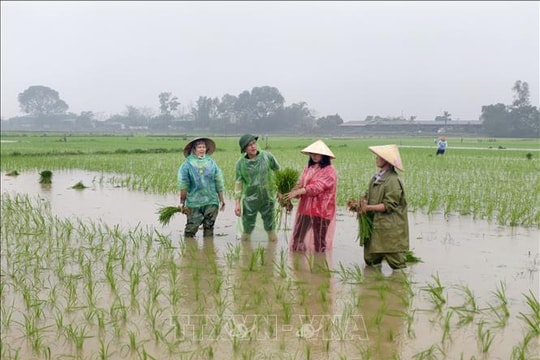 Tranh thủ mưa Xuân thuận lợi, nông dân hối hả xuống đồng gieo cấy
