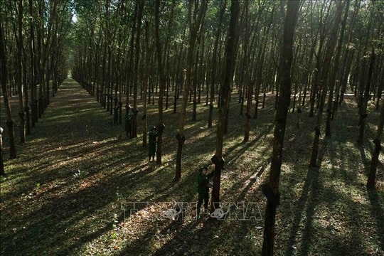 Quy định vận hành Hệ thống đăng ký quốc gia về hạn ngạch phát thải và tín chỉ carbon