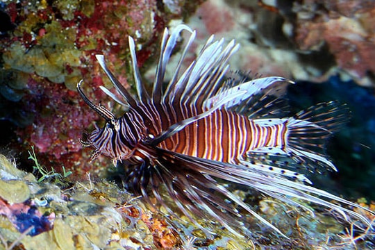 Nhà khoa học khuyên ăn thịt cá sư tử để ngăn chúng xâm lấn