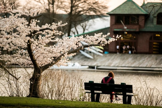 Sinh viên Harvard hụt hẫng vì 'vùng xám' trợ cấp
