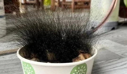 Để quên bát cơm khi nghỉ Tết, người đàn ông sốc nặng khi đi làm trở lại