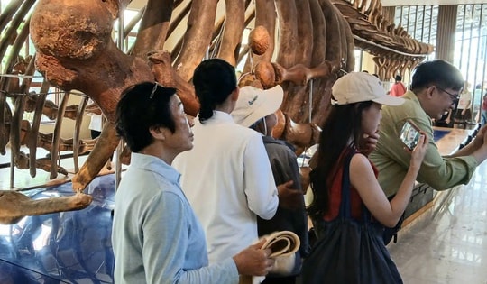Nườm nượp người đi xem bộ xương động vật quý hiếm khổng lồ ở Khánh Hòa