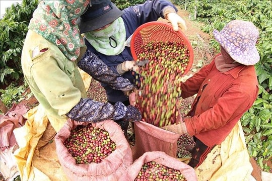 Giá cà phê bật tăng trở lại
