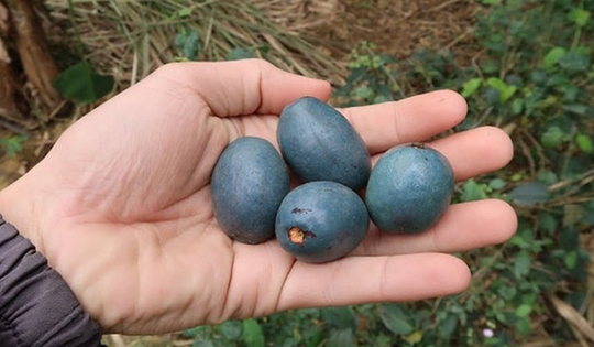 Loại quả xưa không ai thèm nhặt, giờ thành đặc sản tốt như "thuốc quý"