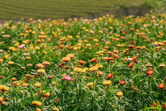 Đồi hoa bất tử - điểm check in mới ở Mộc Châu
