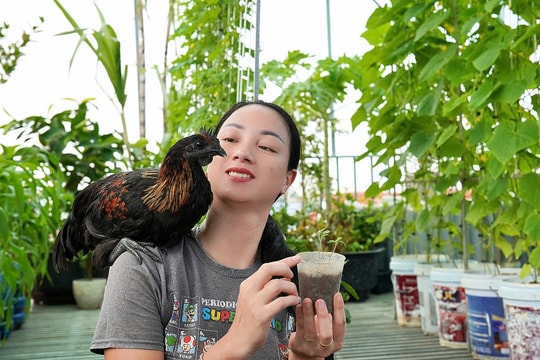 Vợ chồng Thanh Hóa nuôi gà, trồng rau, thả cá trên sân thượng