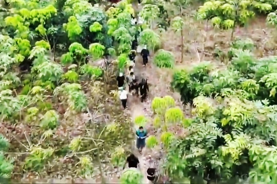 Cảnh sát dùng flycam theo dõi sòng bạc trong rừng ở TP HCM