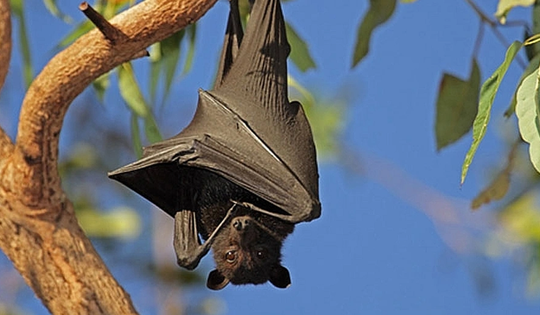 Giải mã bí ẩn: Vì sao dơi có thể treo ngược hàng giờ mà không tốn sức?