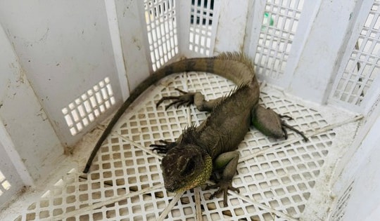 Nam thanh niên bắt được "Rồng đất" quý hiếm, vội mang nộp cho công an