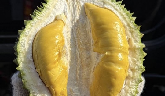 Giá sầu riêng Musang King rẻ đến bất ngờ