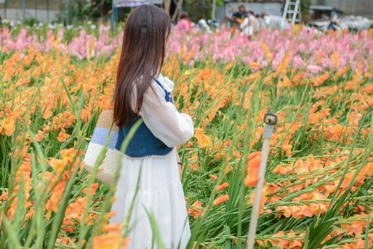 Vườn hoa Tết nở muộn và cú “quay xe” gỡ vốn bất ngờ của nông dân Đà Lạt