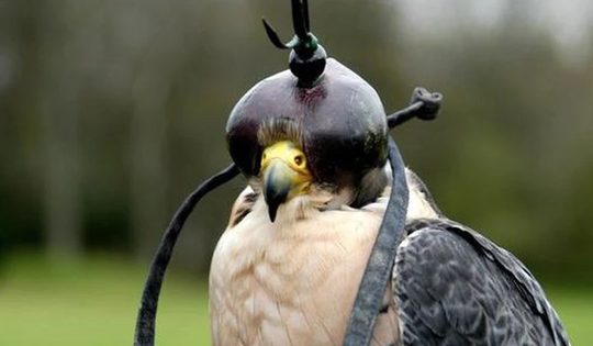 Loài chim đắt đỏ bậc nhất thế giới giá nửa tỷ/con, đi máy bay như “quý tộc”