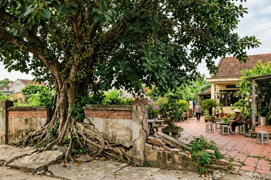 Chặt bỏ cây sung vì phải đền 20 triệu đồng cho hàng xóm