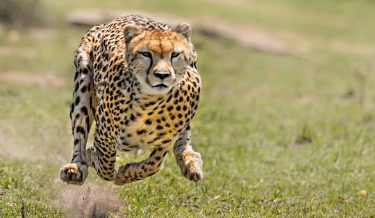 Giải mã bí ẩn: Vì sao báo săn được mệnh danh là "vua tốc độ"?