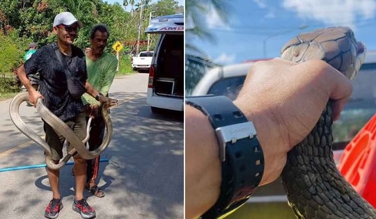Bắt sống rắn hổ mang chúa dài 4 mét ẩn nấp trong gầm giường nhà dân