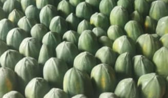 Loại quả "tốt nhất thế giới", ở Việt Nam hễ ra chợ là thấy