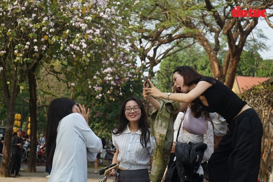 Hoa ban nở trắng phố phường, giới trẻ Hà Nội rộn ràng 'check-in'