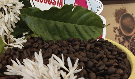 Giá cà phê hôm nay 3-3: Bật tăng dữ dội